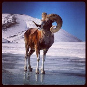 Meet your Posher, Oleg